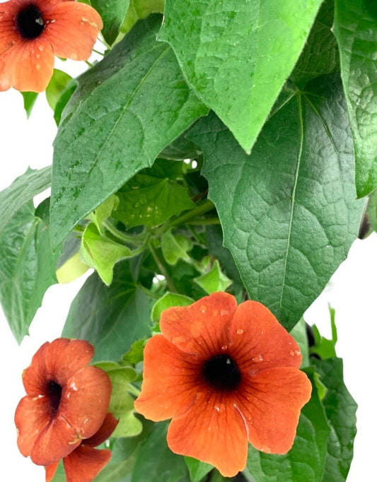 Thunbergia alata 'Sunny Arizona Glow'8 Inch - The Garden Corner