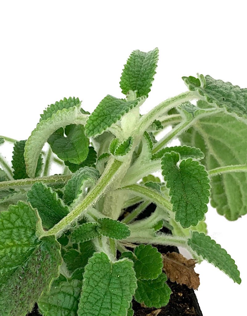 Stachys 'Hidalgo' 4 inch - The Garden Corner