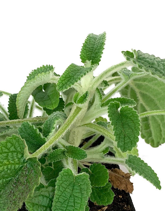 Stachys 'Hidalgo' 4 inch - The Garden Corner