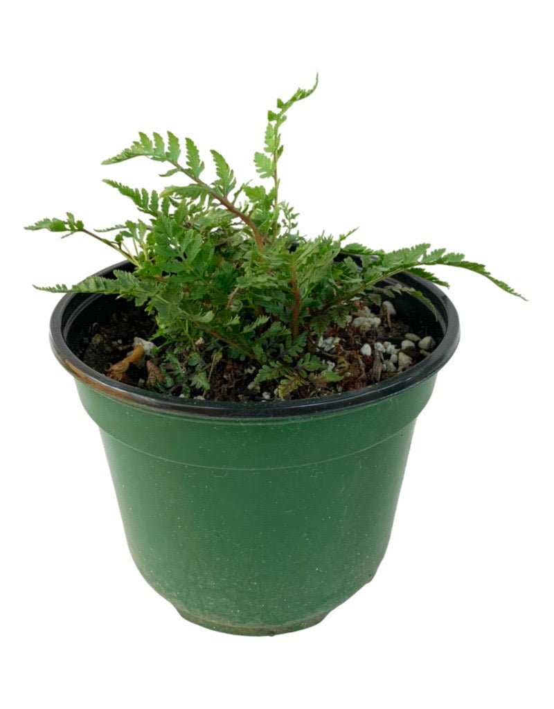 Athyrium niponicum 'Pewter Lace' - Perennials