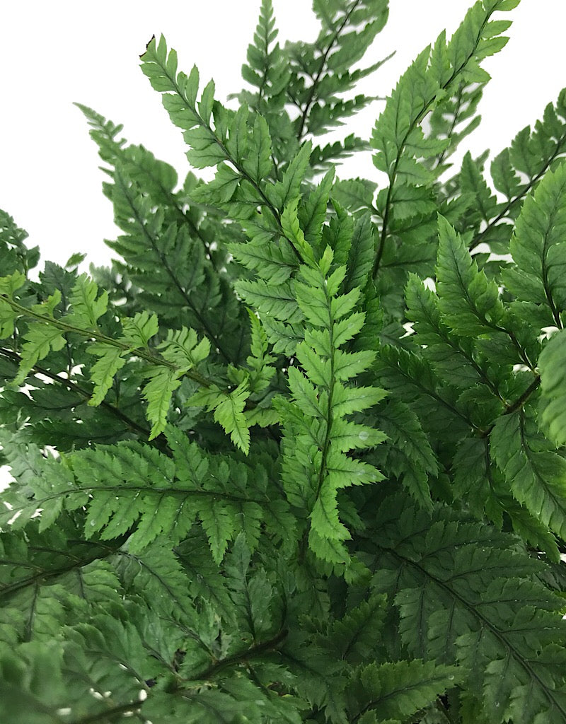 Polystichum tsus-simense 'K-Rex' - 1 gal