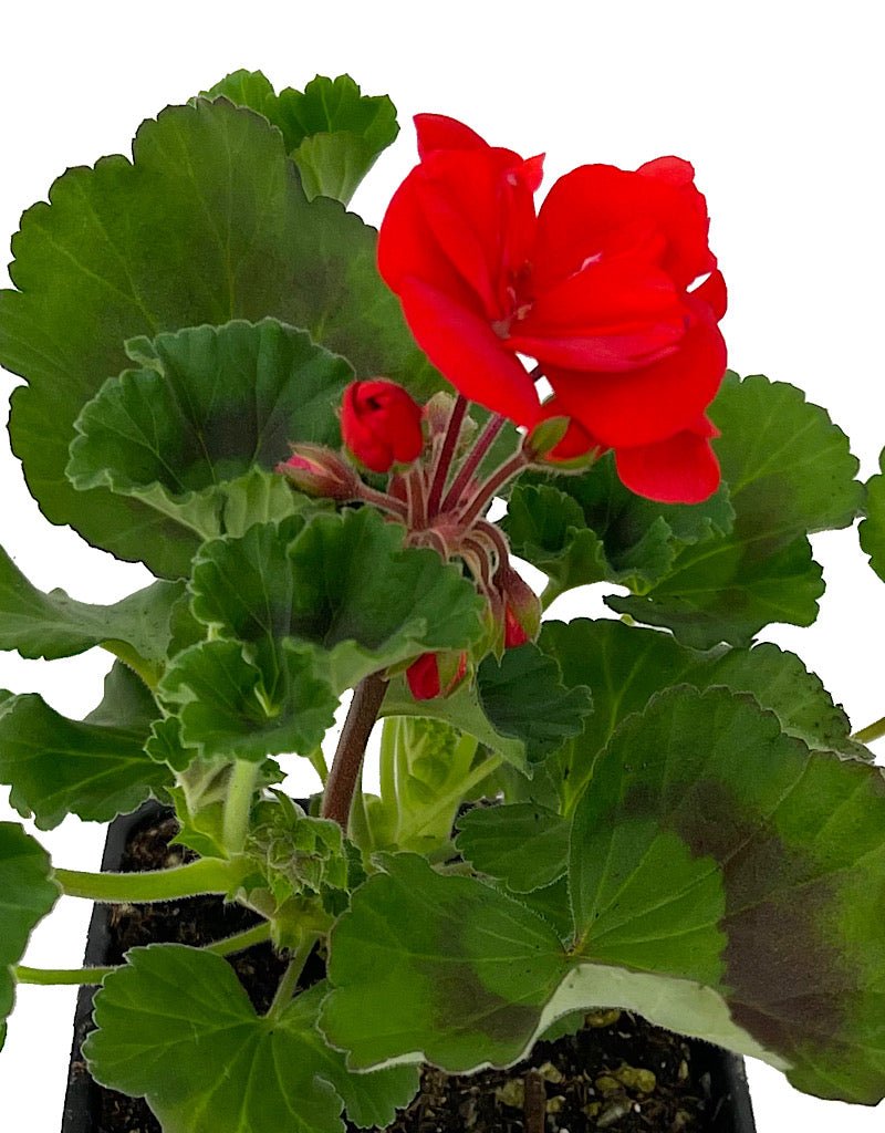 Geranium Zonal 'Tango Dark Red' - The Garden Corner