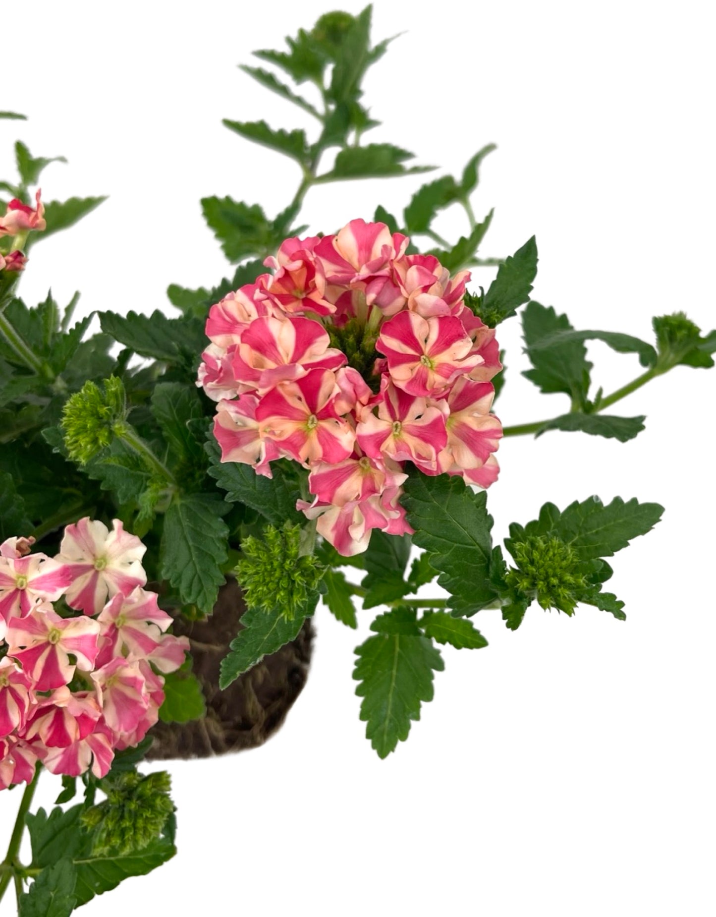 Verbena 'Estrella Salmon Star' - The Garden Corner