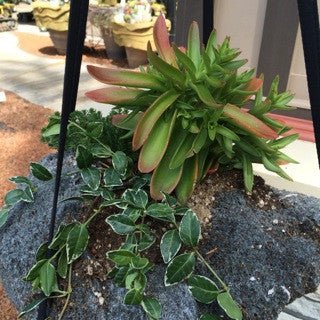 GC Exclusive 22 - The Garden Corner