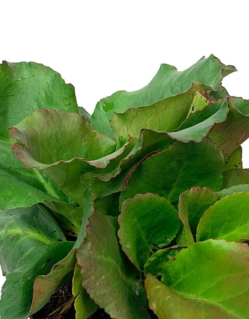 Bergenia 'Winter Glow' - The Garden Corner