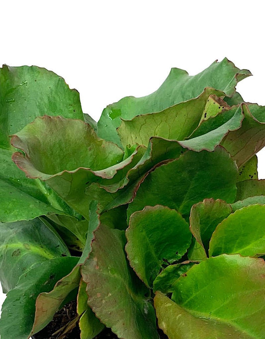 Bergenia 'Winter Glow' - The Garden Corner