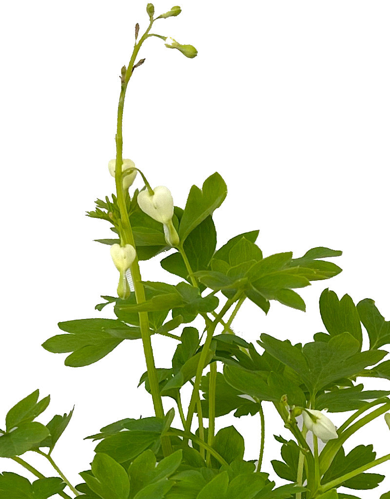 Dicentra spectablis 'Alba'