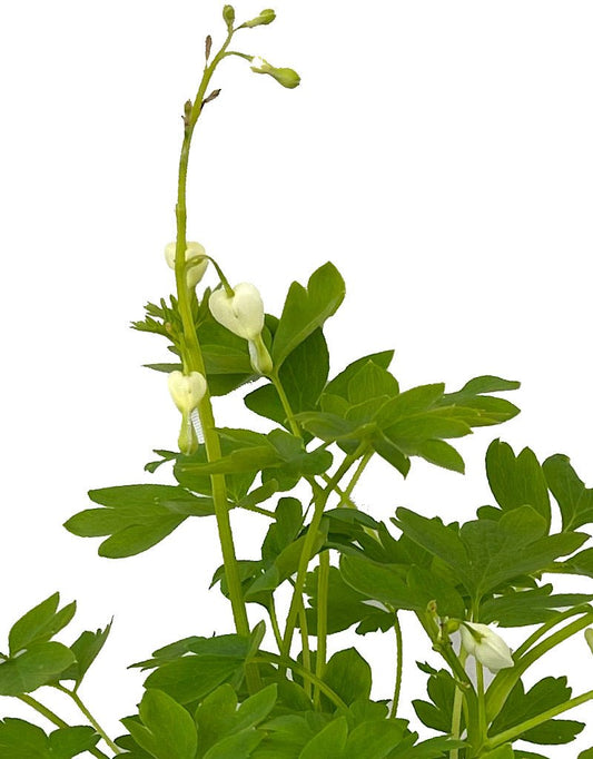 Dicentra spectablis 'Alba' - The Garden Corner