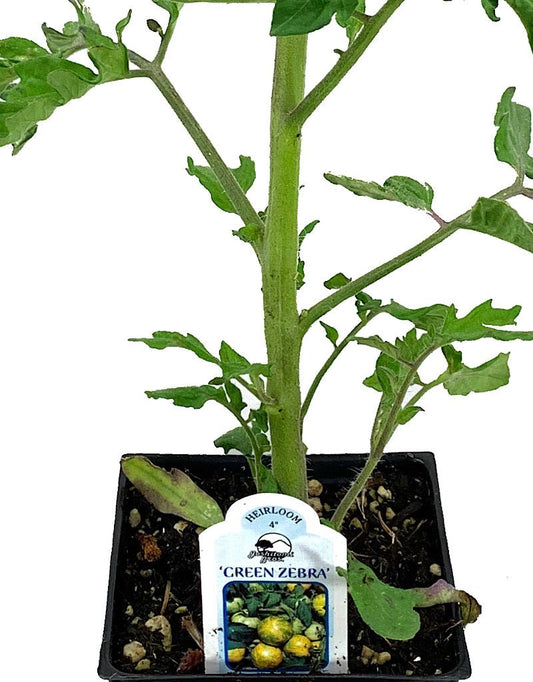 Tomato 'Green Zebra' 4 inch - The Garden Corner