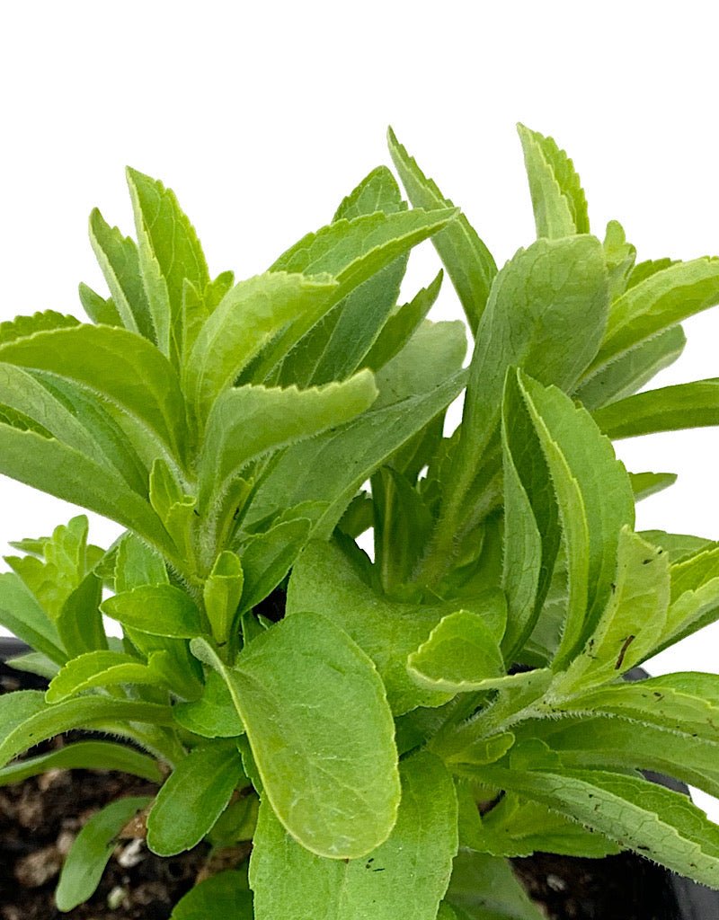 Stevia 4 Inch - The Garden Corner