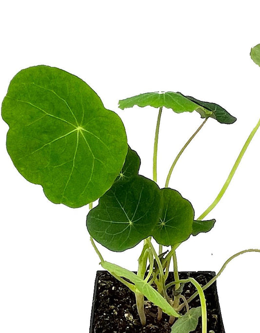 Nasturtium 'Empress of India' 4 Inch - The Garden Corner