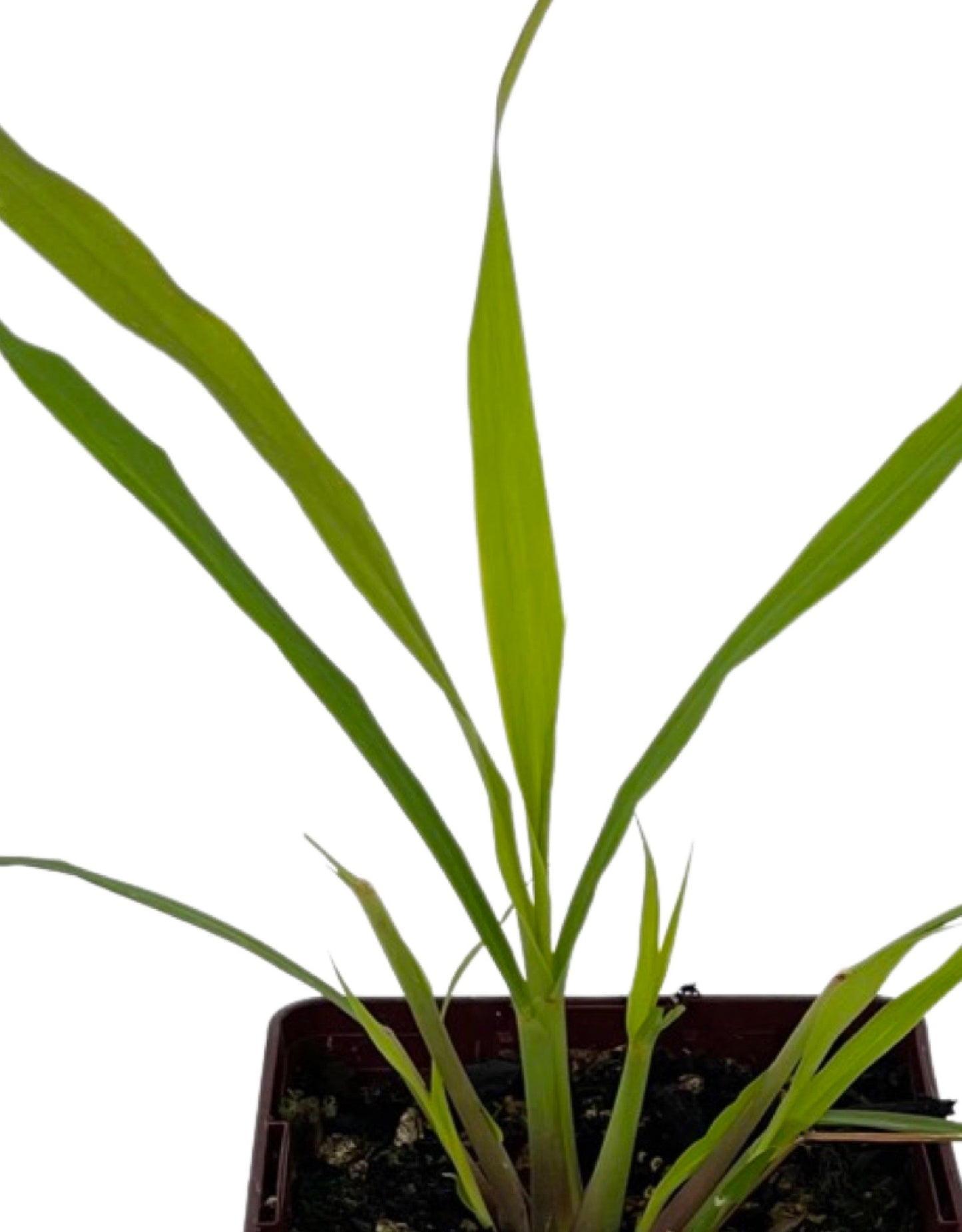 Lemon Grass Quart - The Garden Corner