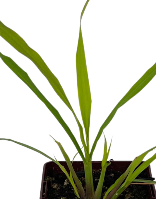 Lemon Grass Quart - The Garden Corner