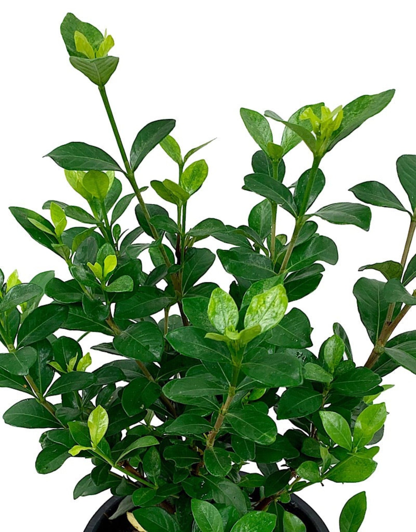 Gardenia jasminoides 'Kleim's Hardy' - The Garden Corner