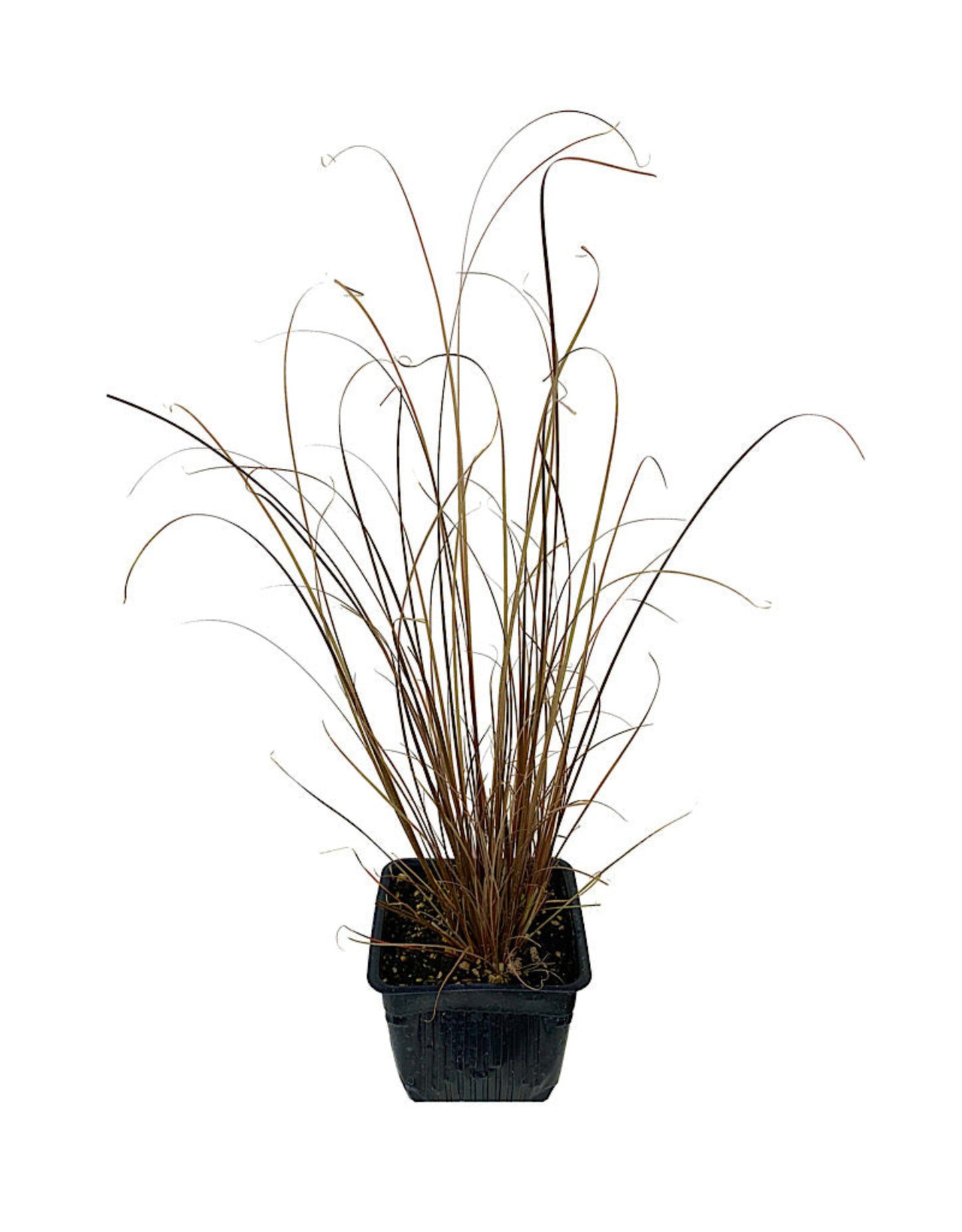 Carex 'Red Rooster' - The Garden Corner