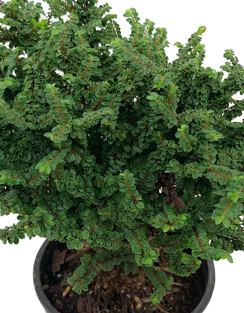 Ulmus parvifolia 'Hokkaido' 4 inch