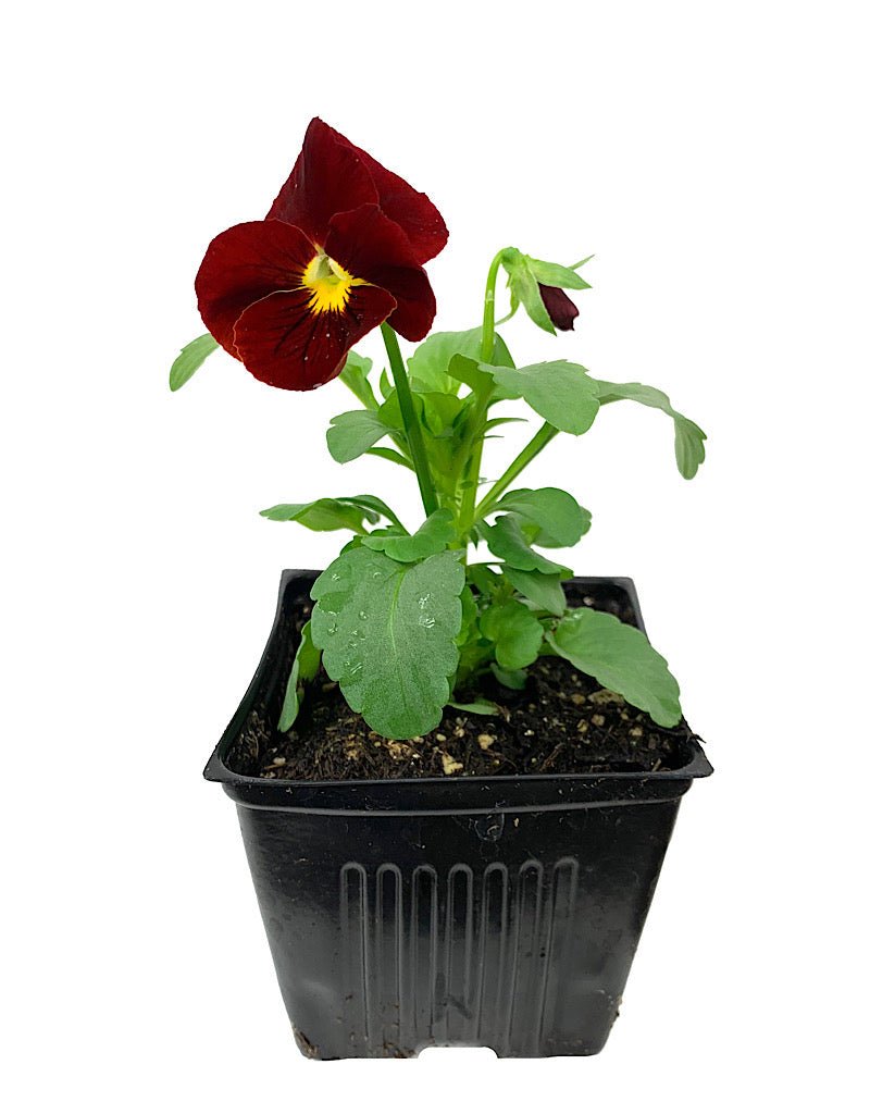 Pansy - Seasonal Plant