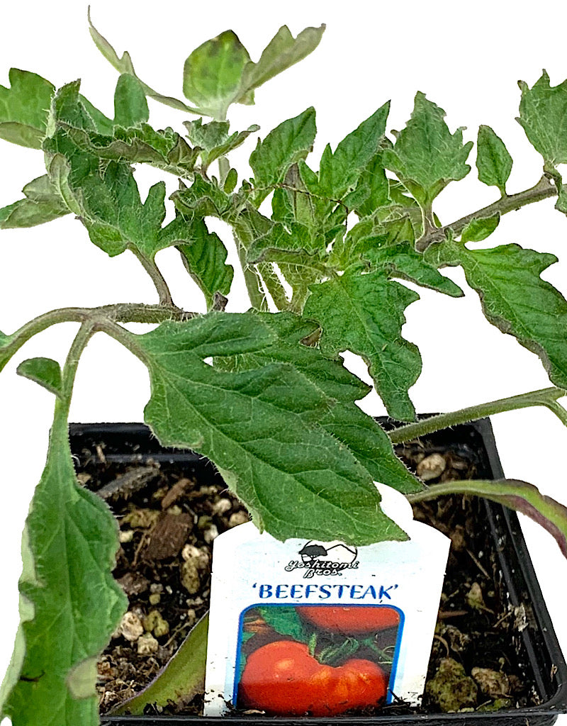 Tomato 'Beefsteak'