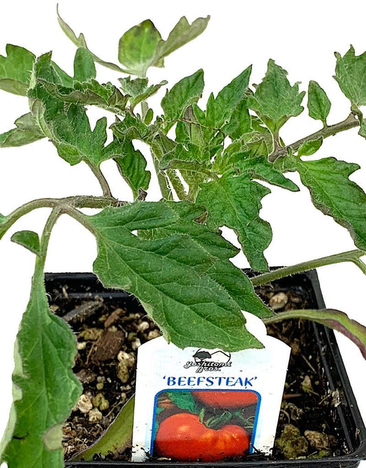 Tomato 'Beefsteak' - The Garden Corner