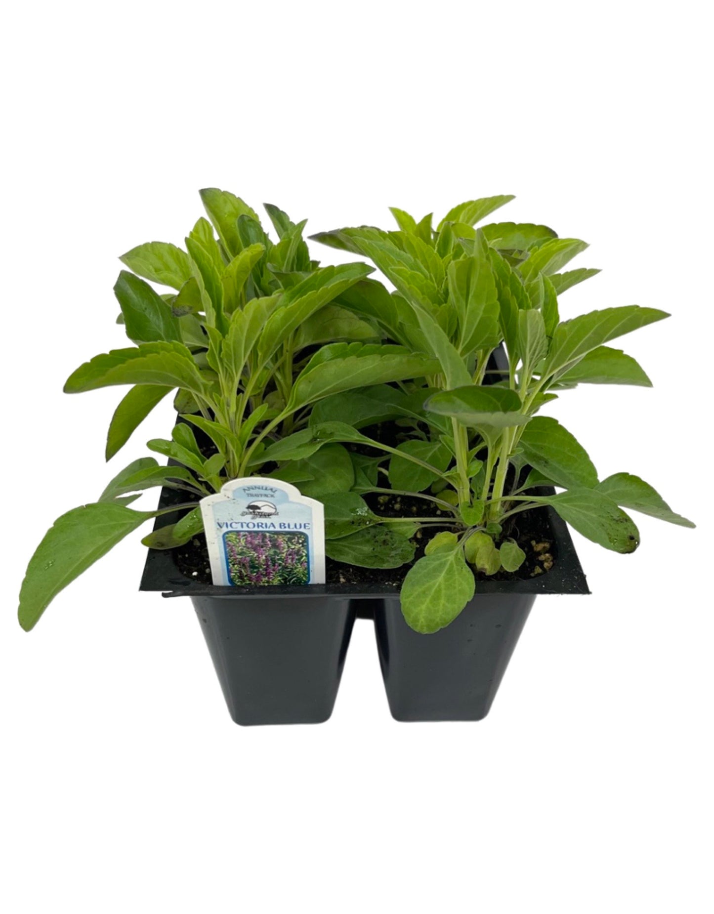 Salvia 'Victoria Blue' Jumbo Traypack - The Garden Corner