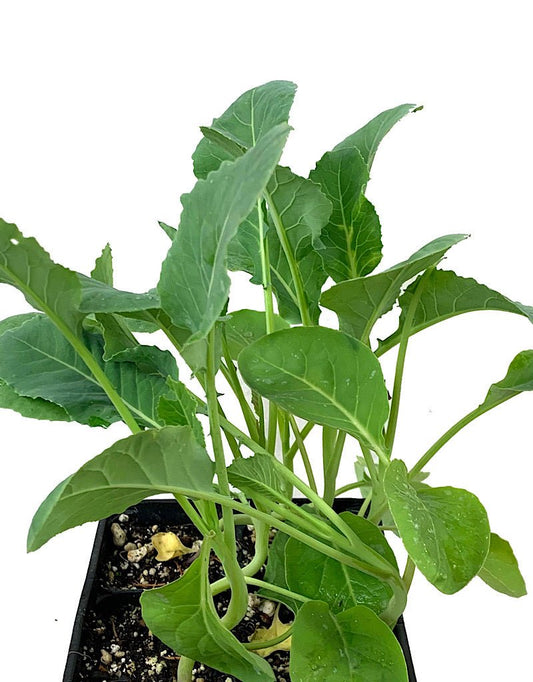 Cauliflower 'Organic' Jumbo Traypack - The Garden Corner