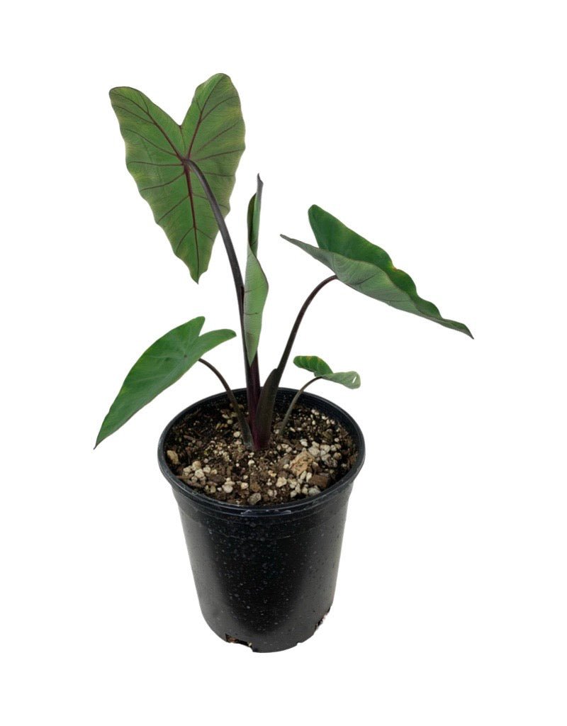 elephant ear plant purple stem Colocasia 'Violet Stem' – The Garden Corner