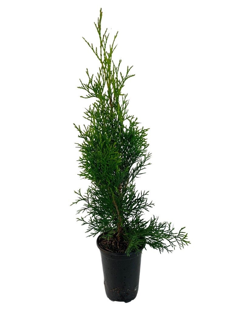herzförmige blätter zimmerpflanze Philodendron Gloriosum Velvet 40cm | Zimmerpflanze main image 0