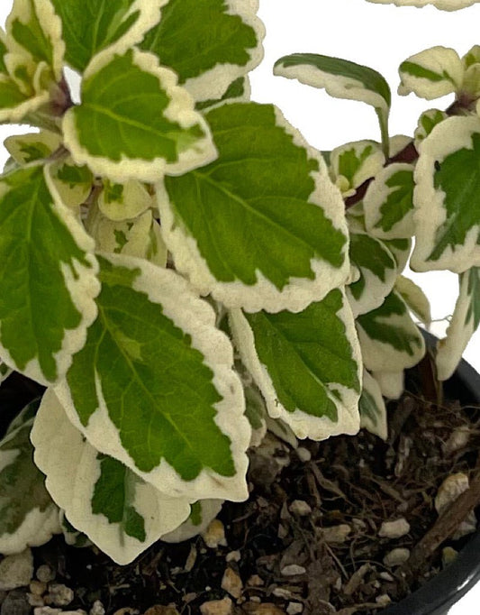 Hemizygia 'Candy Kisses' Quart - The Garden Corner