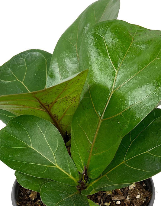 Ficus lyrata 'Little Sunshine' 6 Inch - The Garden Corner