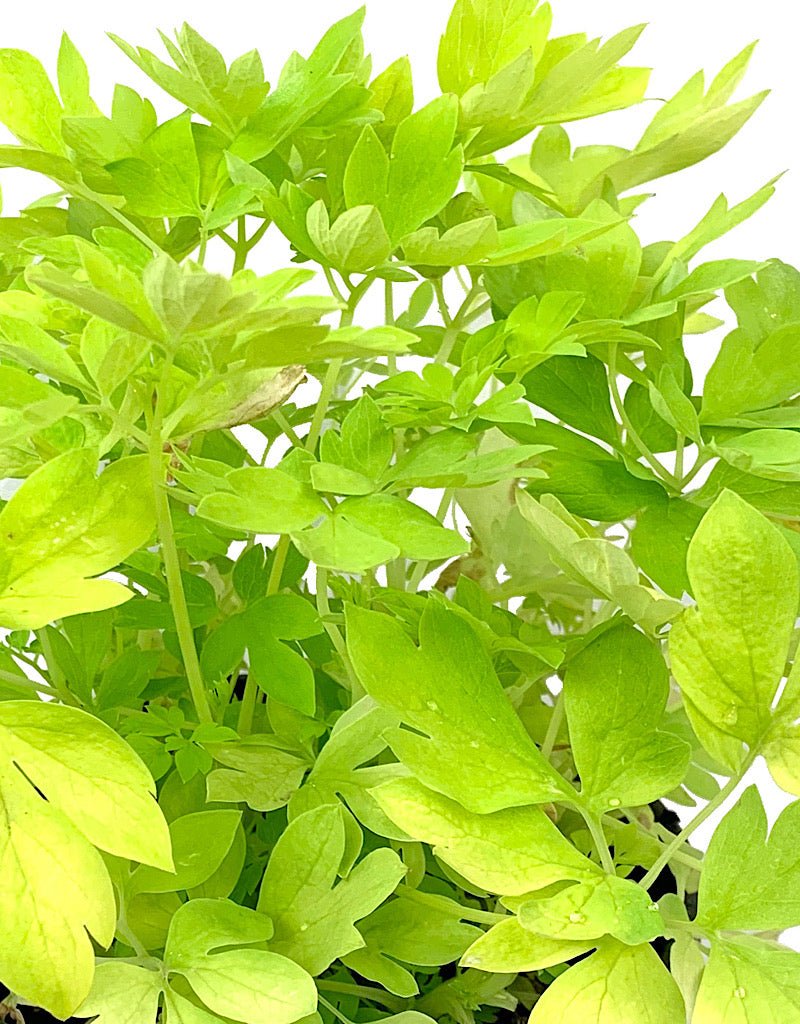 Dicentra spectabilis 'White Gold' - Perennials