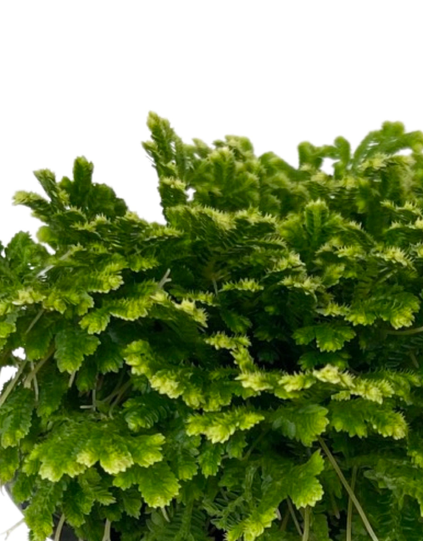 Selaginella tamariscina 4 Inch - The Garden Corner