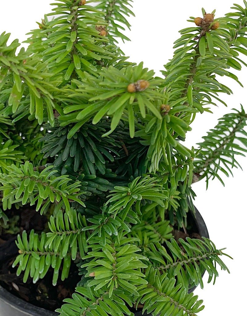 Abies balsamea 'Piccolo' 4 inch - The Garden Corner