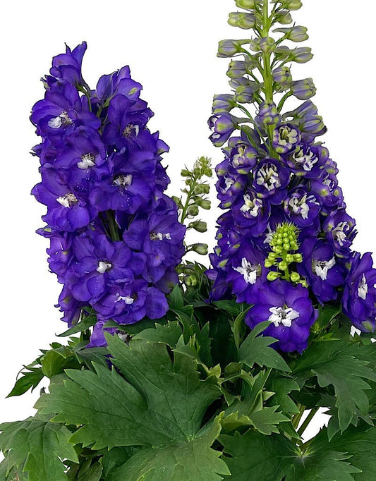 Delphinium 'Aurora Purple' 2 Gallon - The Garden Corner