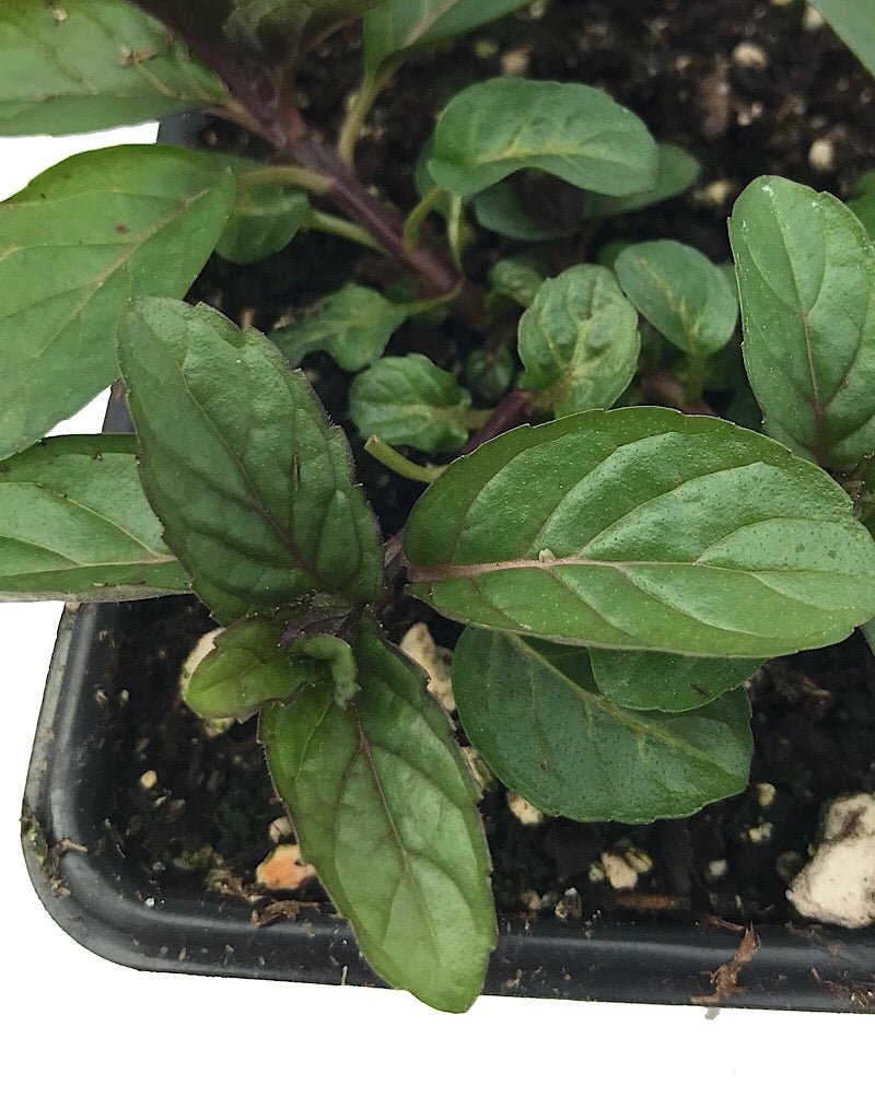 Mint 'Peppermint' 4 Inch - The Garden Corner