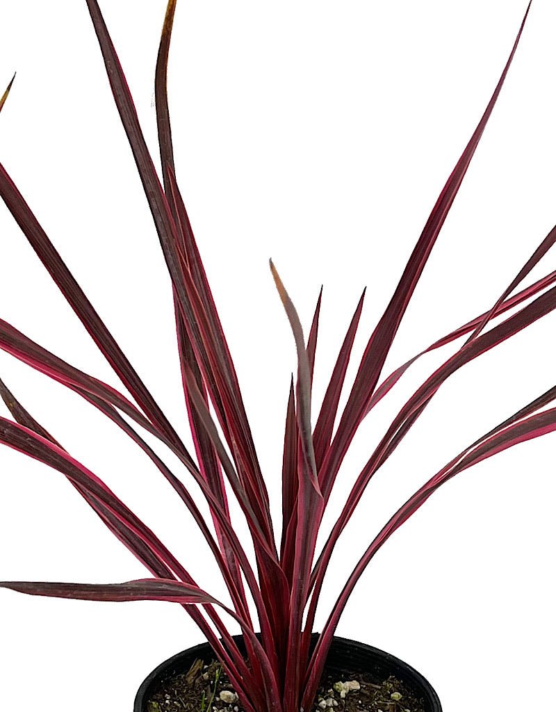 Cordyline a. 'Cherry Sensation' 1 Gallon - The Garden Corner
