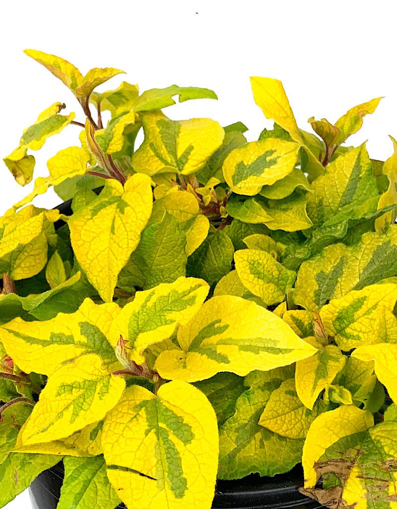 Cistus 'Mickie' 1 Gallon - The Garden Corner