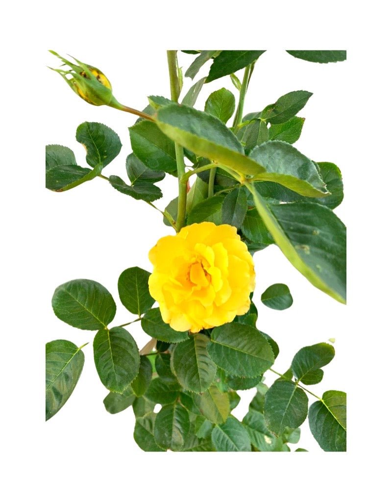 Rosa 'Golden Showers' - The Garden Corner