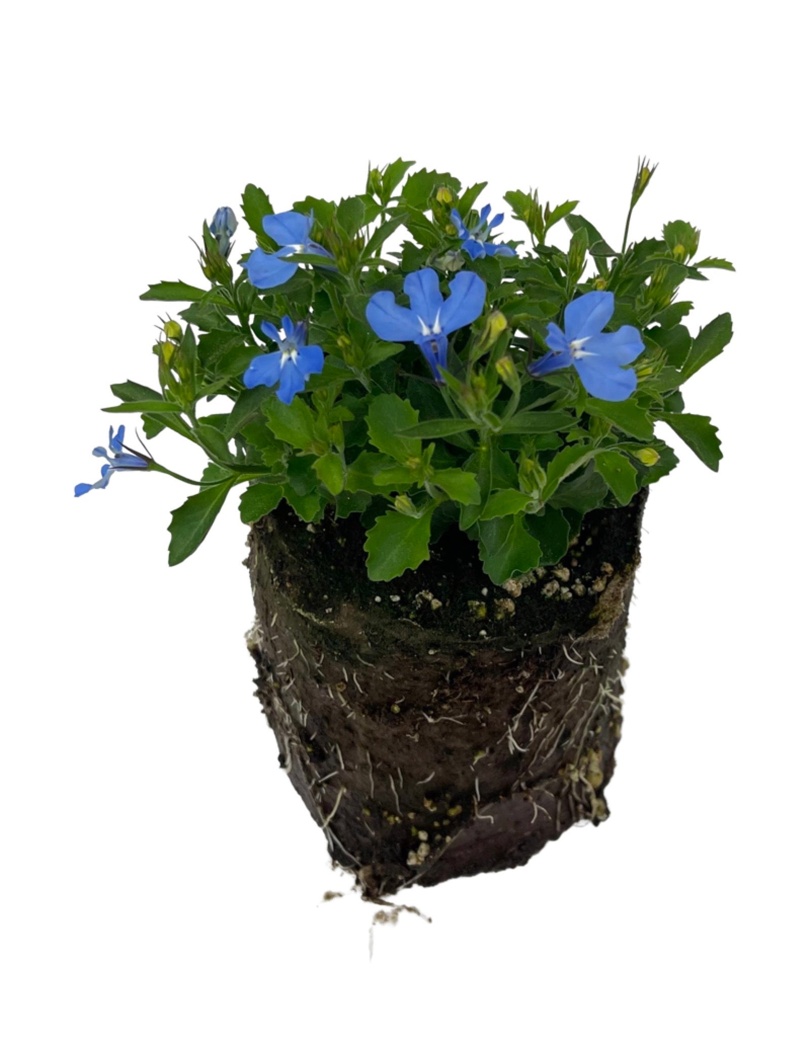 hanging plant with small blue flowers Lobelia 'Laguna Sky Blue' – The Garden Corner