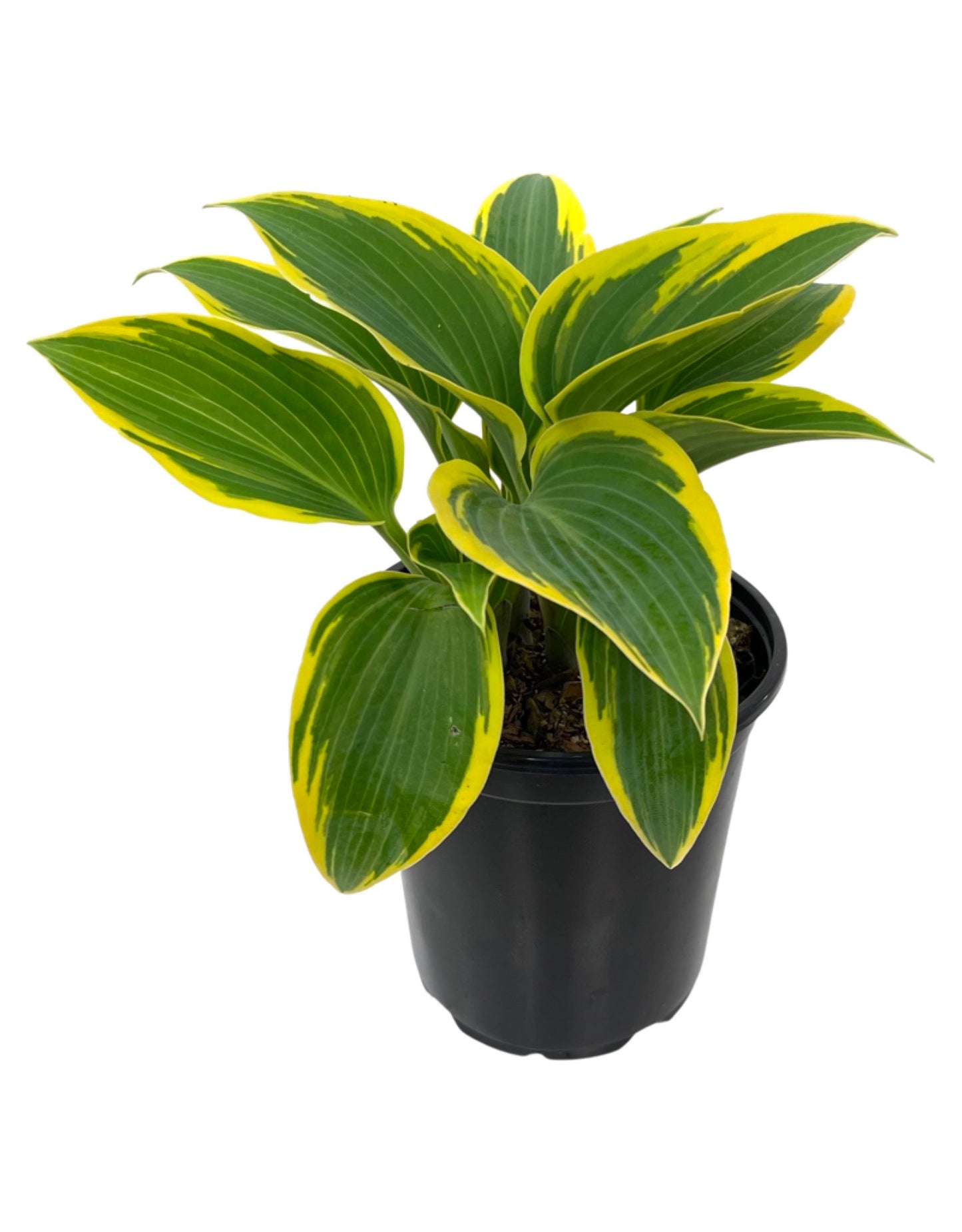 Hosta 'First Frost' Quart