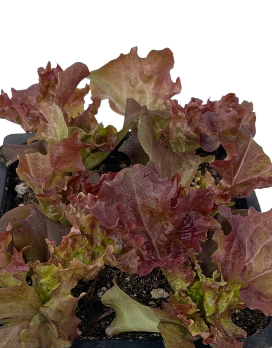 Lettuce 'Lollo Rossa' Jumbo Traypack - The Garden Corner
