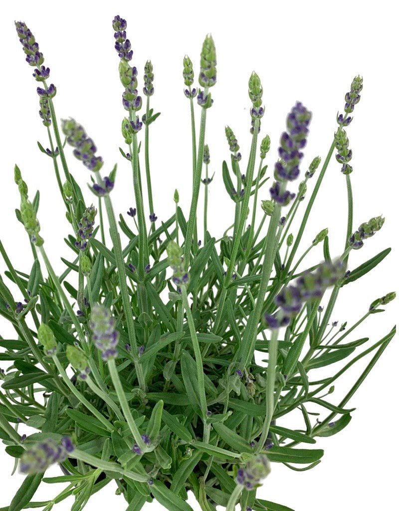 Lavandula 'Aromatico Blue Improved' - The Garden Corner
