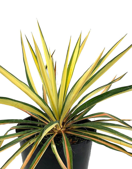 Yucca 'Golden Sword' - The Garden Corner