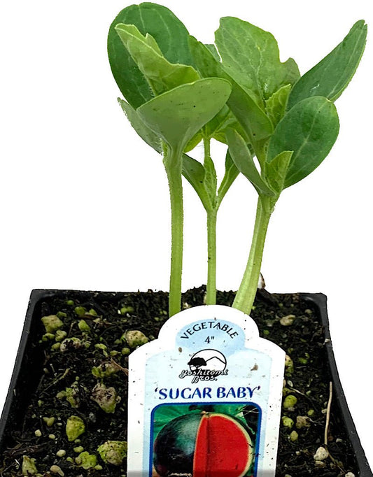 Watermelon 'Sugar Baby' 4 Inch - The Garden Corner