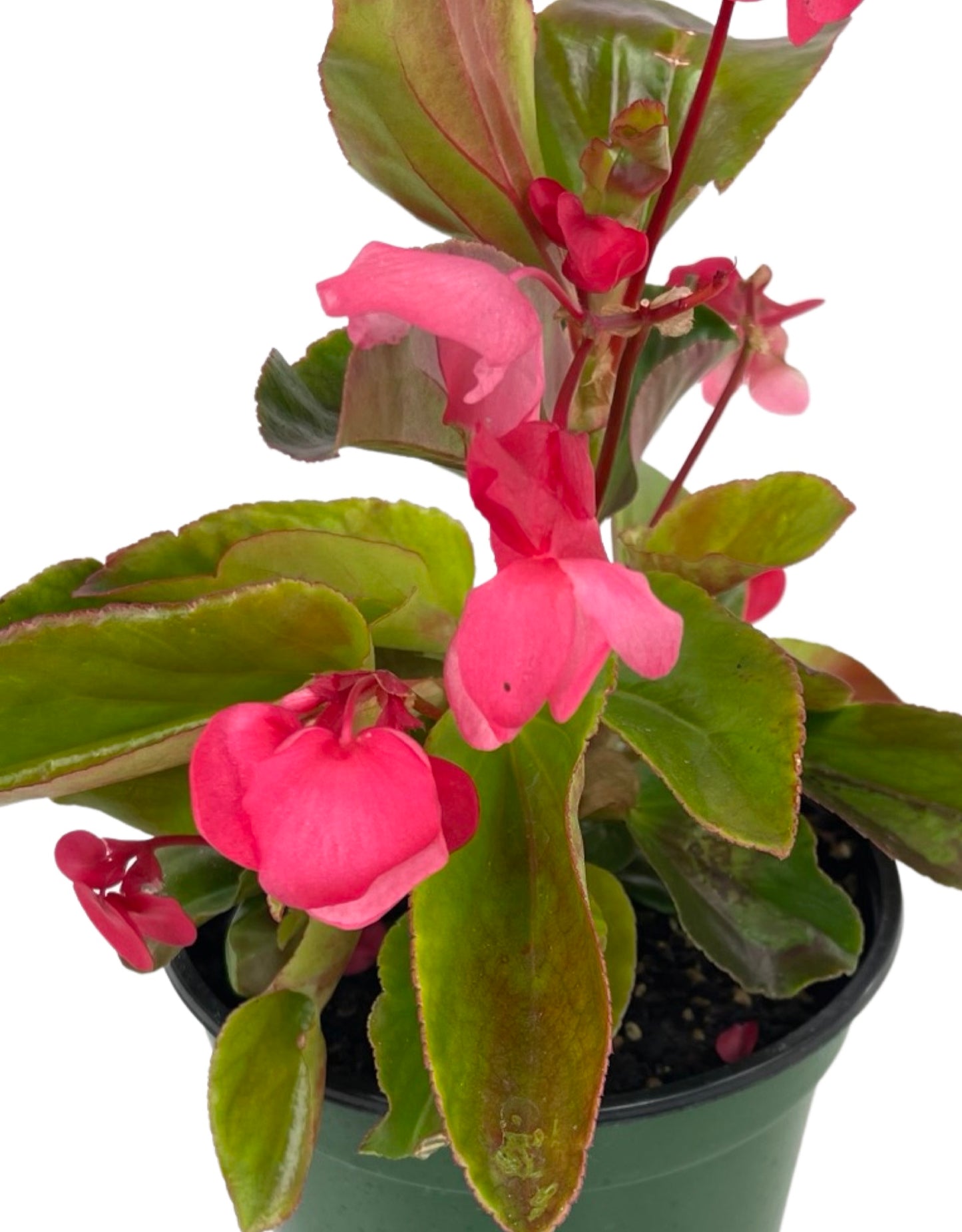 Begonia 'Dragon Wing Pink' 6 Inch