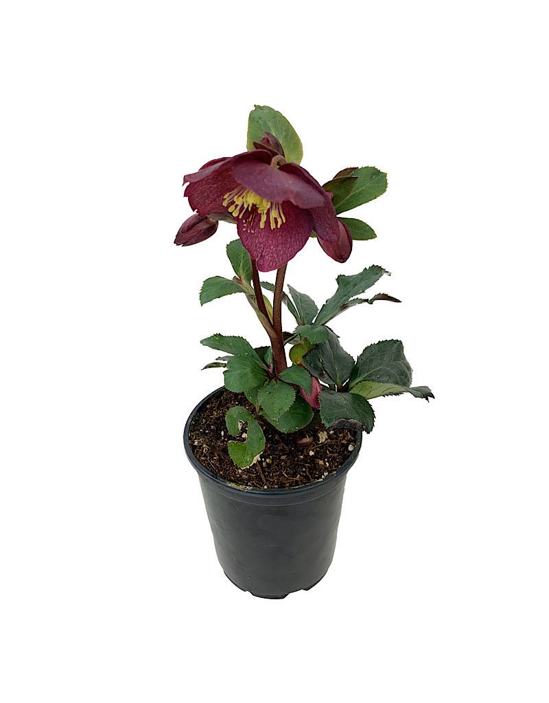 Helleborus 'Ice N Roses' Red - The Garden Corner