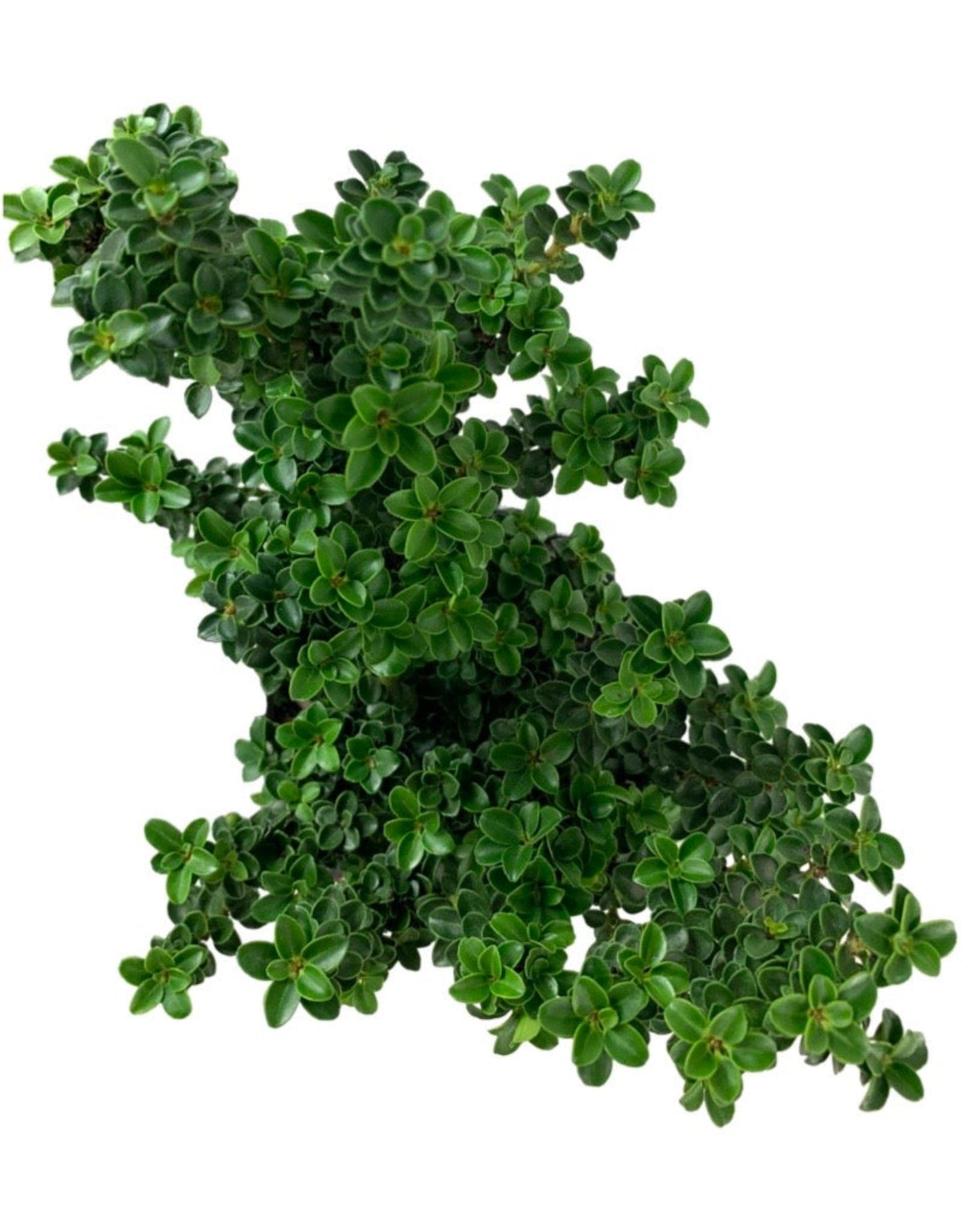 Ilex crenata 'Dwarf Pagoda' - The Garden Corner