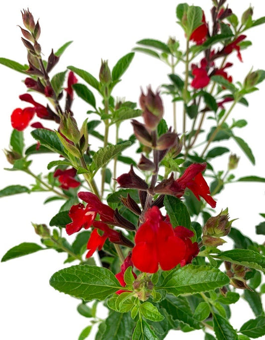Salvia greggii 'Radio Red' - The Garden Corner