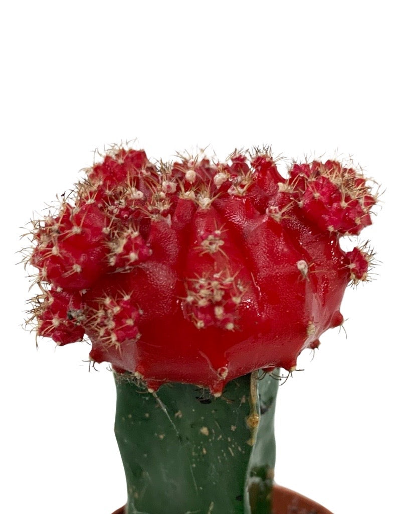 Gymnocalycium mihanovichii
