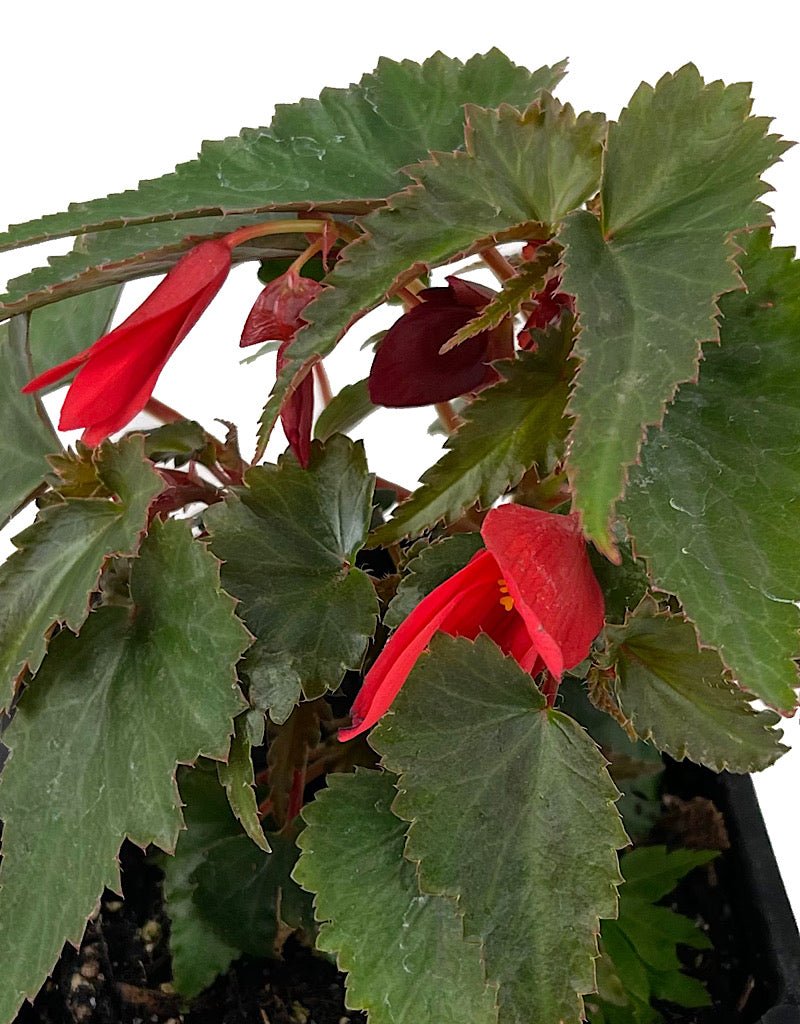 Begonia 'Mistral Dark Red' - The Garden Corner