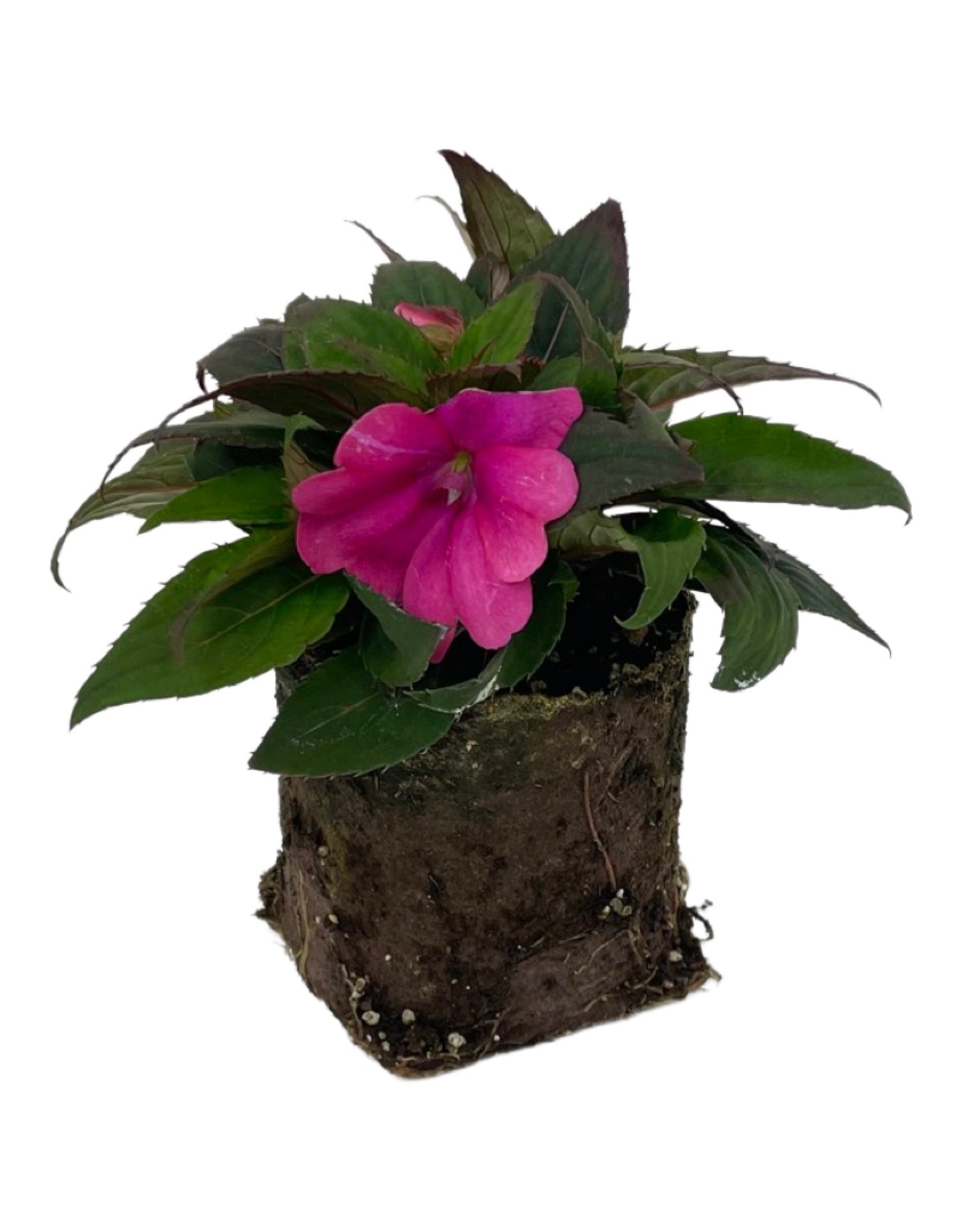 Sunpatiens 'Compact Lilac'